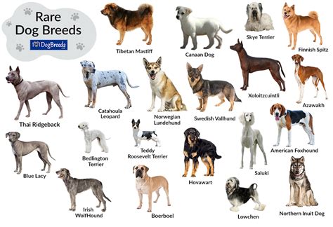 20 Rarest Dog Breeds in the World